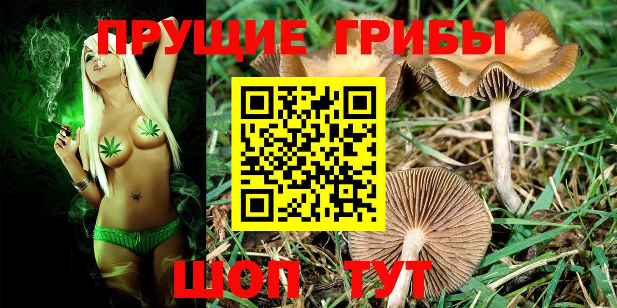Галлюциногенные грибы GOLDEN TEACHER  Галлюциногенные грибы Psilocybe  Тверь  Вход с VPN 